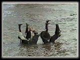 Now if anyone can explain wot this surfing apparatus is, then please contact us!! Courtesy Heart Of The Country