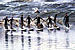 Random Mascaret Surfing Photo 1.