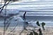 Random Mascaret Surfing Photo 2.